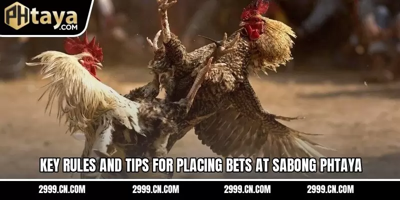 Key rules and tips for placing bets at sabong PHTAYA