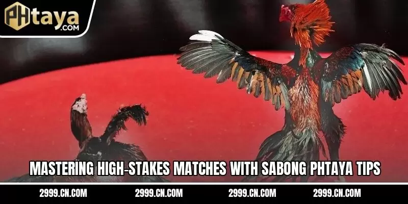 Mastering high-stakes matches with sabong PHTAYA tips