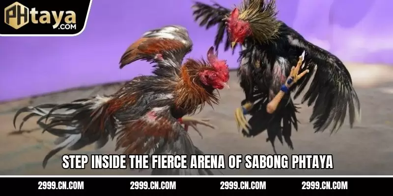 Step inside the fierce arena of sabong PHTAYA