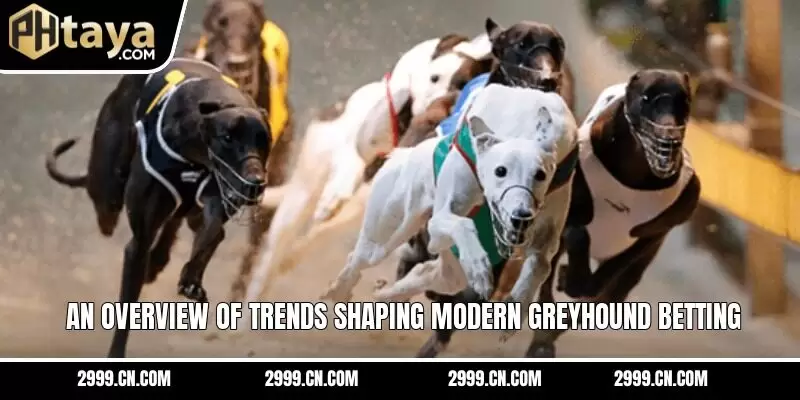 An overview of trends shaping modern greyhound betting