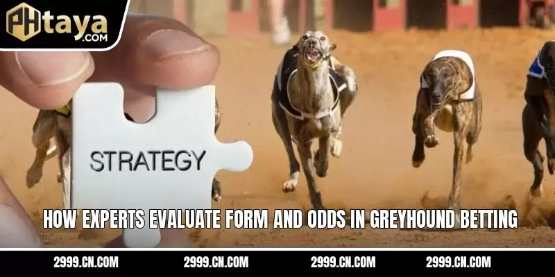 How experts evaluate form and odds in greyhound betting