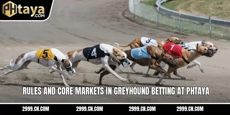 Rules and core markets in greyhound betting at PHTAYA